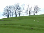 Tree_hill